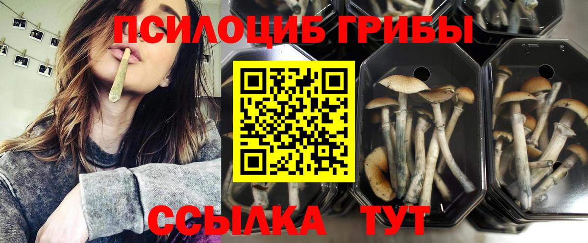 Галлюциногенные грибы Cubensis Асино